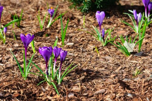 mulch on sale Waterloo