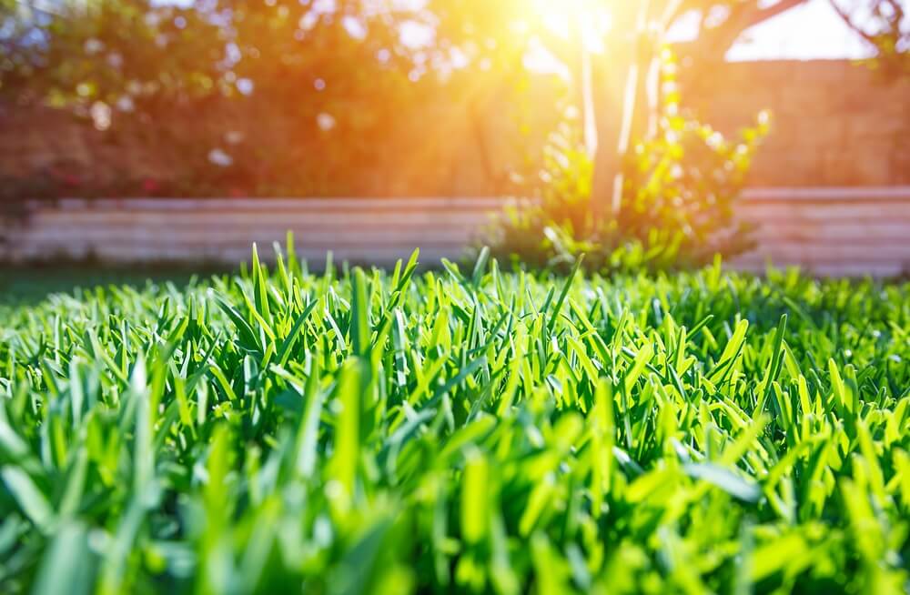 Grass Problems & How to Fix Them | Dirt Cheap Cambridge